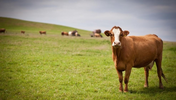 Experto plantea estrategias para el manejo de la crianza bovina en tiempos de sequía